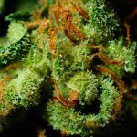 Lecznicza marihuana - remedium na wiele poważnych chorób