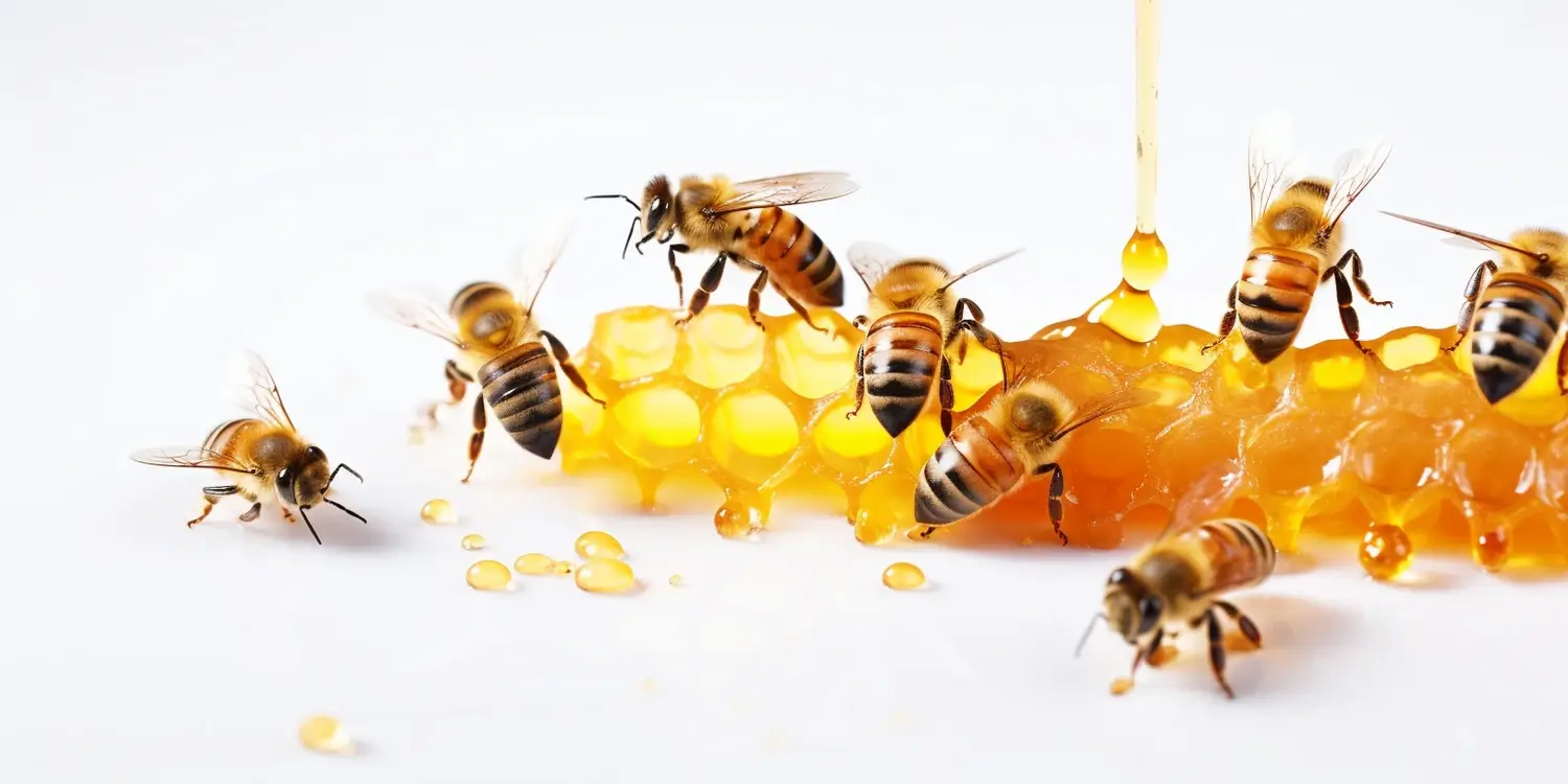 Miód rzepakowy na co służy?
